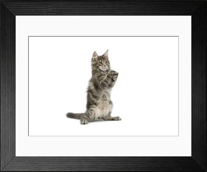 Framed Print : Cat - Maine Coon blue blotched tabby in studio on hind legs Framed Print : Cat - Maine Coon blue blotched tabby in studio on hind legs