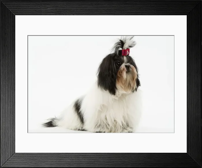 Framed Print : Dog - Shih-tzu / Chrysanthemum Dog Framed Print : Dog - Shih-tzu / Chrysanthemum Dog