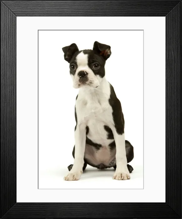Framed Print : Dog - Boston Terrier Framed Print : Dog - Boston Terrier