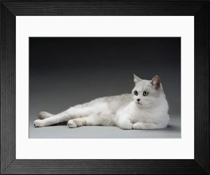 Framed Print : Cat - white & grey cat in studio
