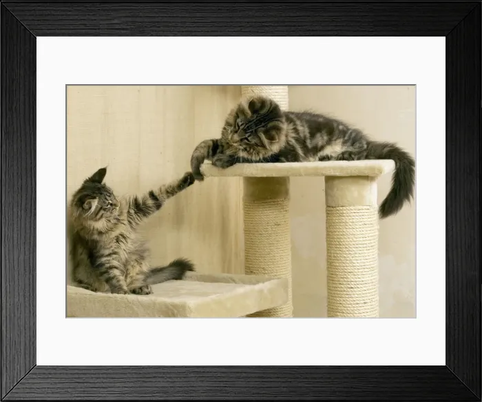 Framed Print : Cat- Maine coons playing on scratching post Framed Print : Cat- Maine coons playing on scratching post