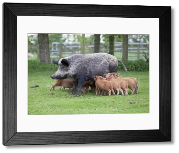 Framed Print : Iron age pig sow feeding piglets - Cotswold Farm Park - Temple Guiting Glos UK