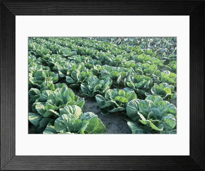 Framed Print : Cabbages. ME-1847. Cabbages. Johan De Meester