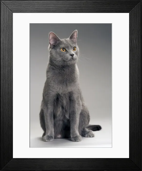 Framed Print : Cat - Chartreux in studio Framed Print : Cat - Chartreux in studio