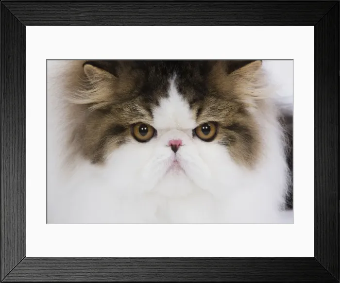 Framed Print : Cat - Persian Mackerel tabby in studio - close-up of face Framed Print : Cat - Persian Mackerel tabby in studio - close-up of face