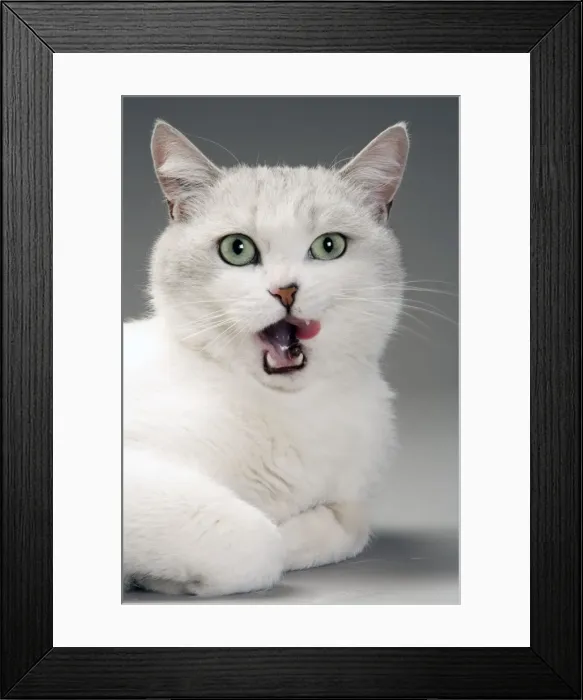 Framed Print : Cat - white & grey cat in studio licking lips