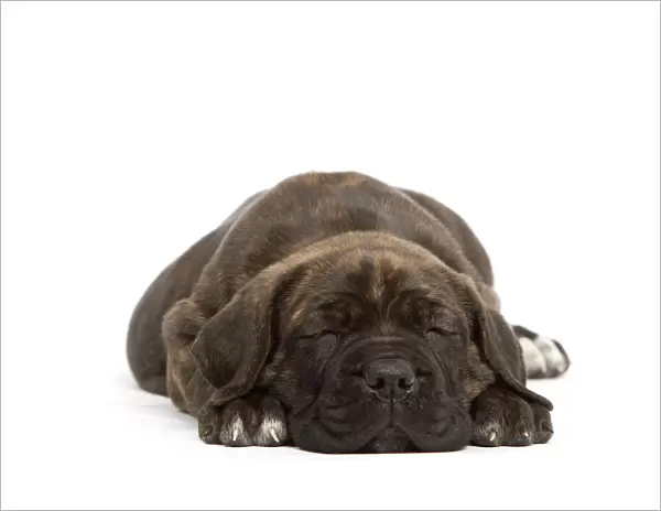 Dog - Cane Corso Dog (Italian Guard Dog) - lying down sleeping