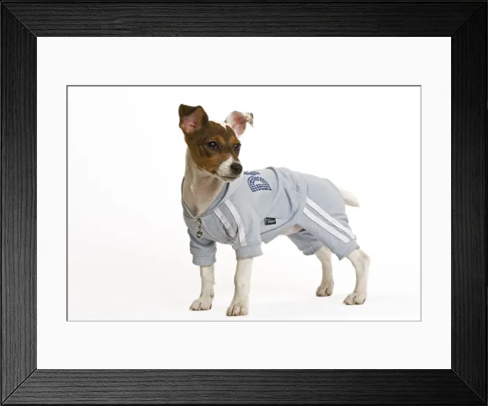 Framed Print : Dog - Jack Russell - wearing sweatshirt vest Framed Print : Dog - Jack Russell - wearing sweatshirt vest