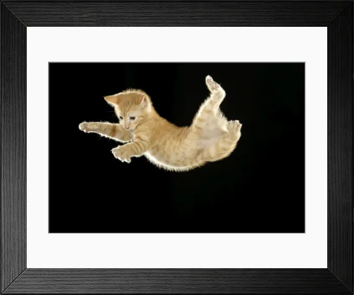 Framed Print : Cat - European ginger tabby shorthair falling Framed Print : Cat - European ginger tabby shorthair falling