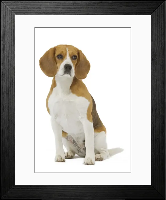 Framed Print : Dog - Beagle in studio Framed Print : Dog - Beagle in studio