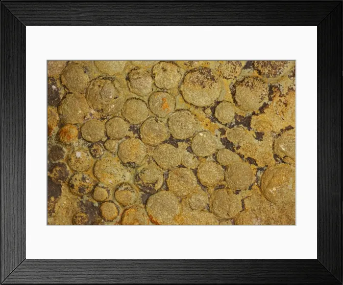 Framed Print : Fossil Jellyfish - Nemiana simplex - Ukraine - Vendian Age (Ediacaran) - White Sea Formation - Mogilov Ukraine Framed Print : Fossil Jellyfish - Nemiana simplex - Ukraine - Vendian Age (Ediacaran) - White Sea Formation - Mogilov Ukraine