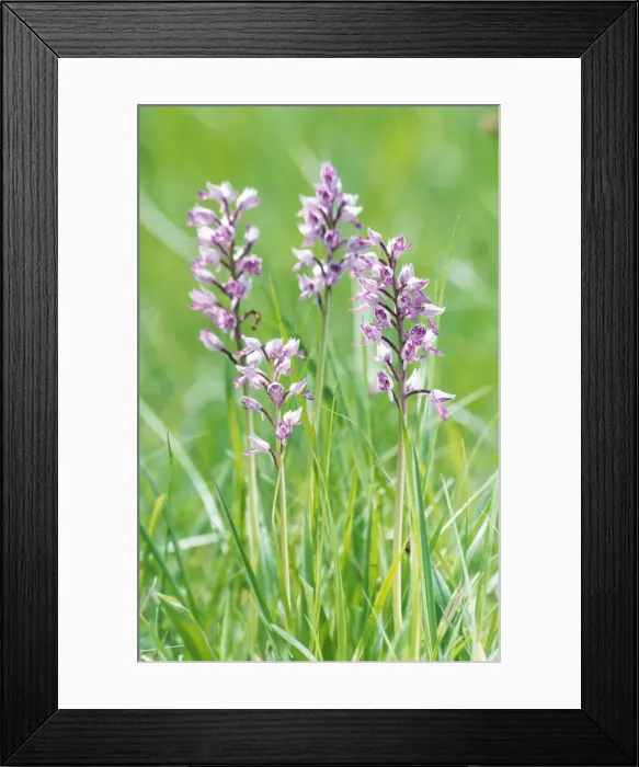 Framed Print : Military Orchid - France Framed Print : Military Orchid - France