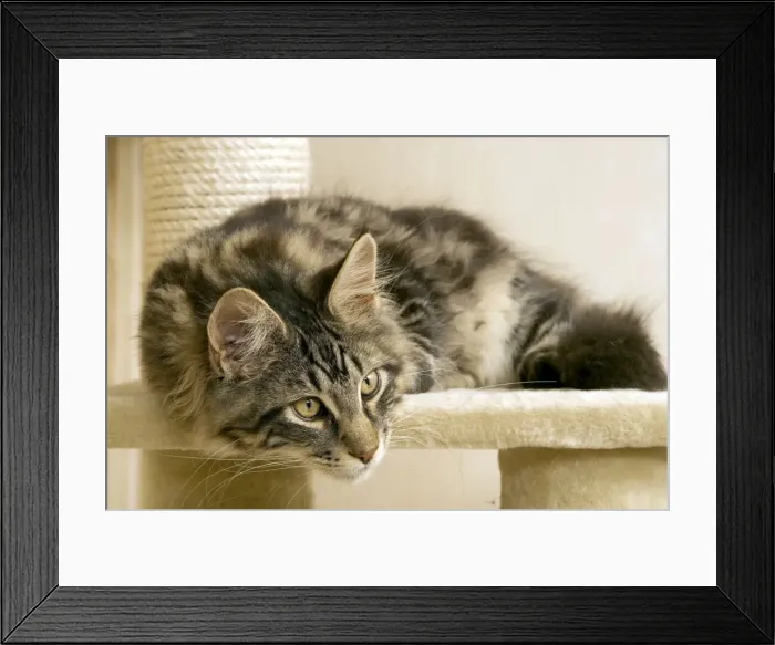 Framed Print : Cat- Maine coon Framed Print : Cat- Maine coon