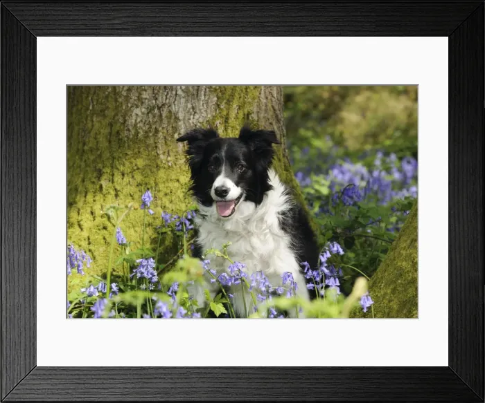 Framed Print : DOG. Border collie sitting in front of tree