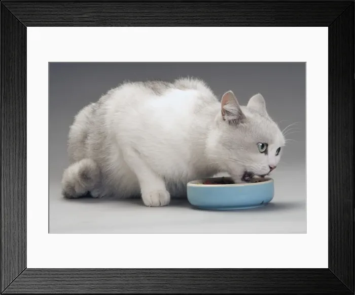 Framed Print : Cat - white & grey cat in studio eating from a bowl Framed Print : Cat - white & grey cat in studio eating from a bowl