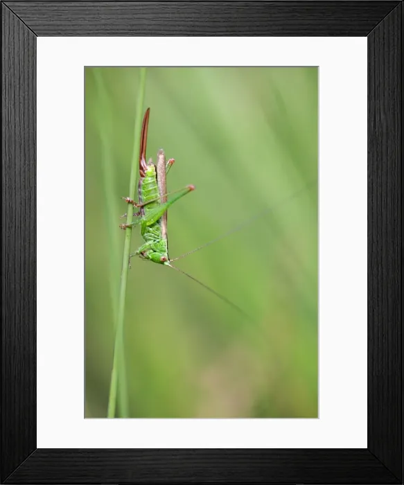 Framed Print : Long Winged Conehead - Cornwall - UK Framed Print : Long Winged Conehead - Cornwall - UK