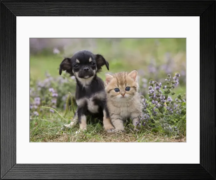 Framed Print : Dog - Chihuahua - 8 week old puppy with Briitsh shorthair 8 week old kitten Framed Print : Dog - Chihuahua - 8 week old puppy with Briitsh shorthair 8 week old kitten