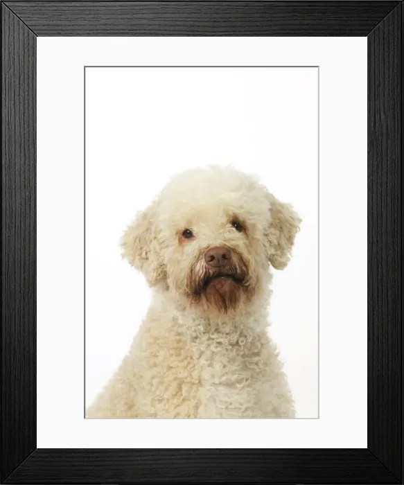 Framed Print : DOG. Lagotto romagnolo