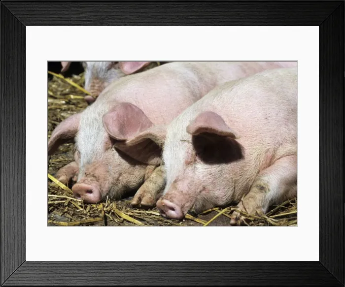 Framed Print : Pigs - free range pigs sleeping Framed Print : Pigs - free range pigs sleeping