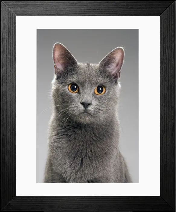 Framed Print : Cat - Chartreux in studio Framed Print : Cat - Chartreux in studio