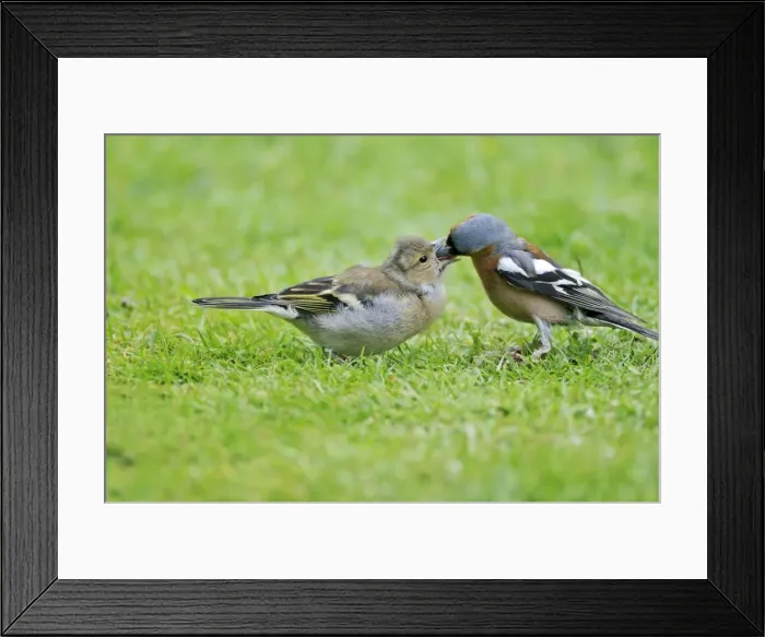 Framed Print : Chaffinch - male feeding young