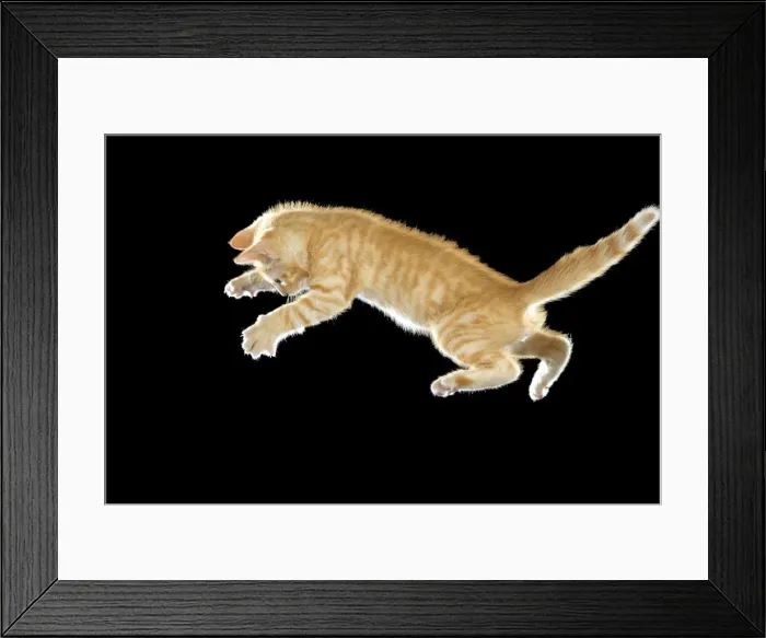 Framed Print : Cat - European ginger tabby shorthair falling Framed Print : Cat - European ginger tabby shorthair falling