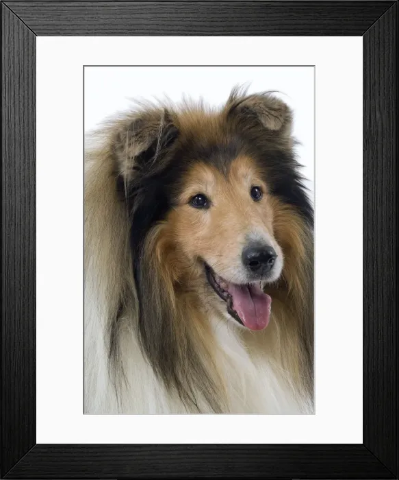 Framed Print : Dog - Collie Framed Print : Dog - Collie