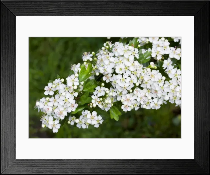 Framed Print : Hawthorn - flowers Framed Print : Hawthorn - flowers