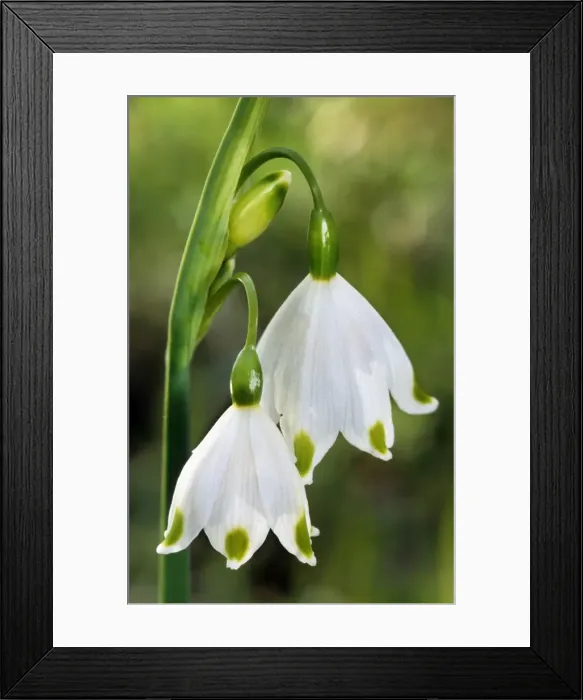 Framed Print : Spring Snowflake Framed Print : Spring Snowflake
