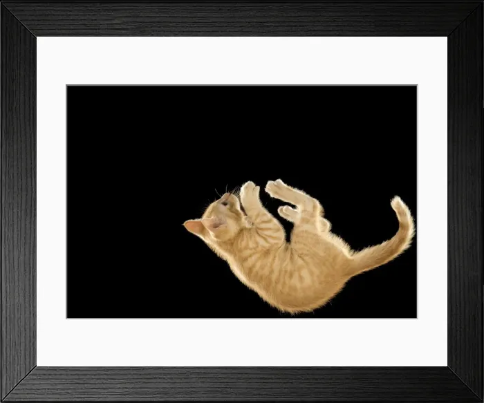 Framed Print : Cat - European ginger tabby shorthair falling Framed Print : Cat - European ginger tabby shorthair falling