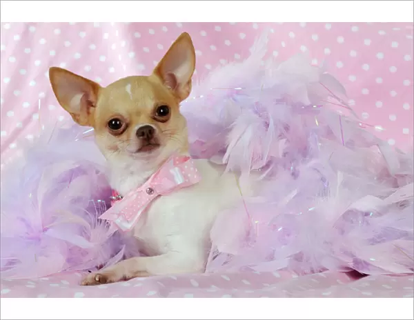 DOG. Chihuahua wearing pink collar laying on purple feather boa