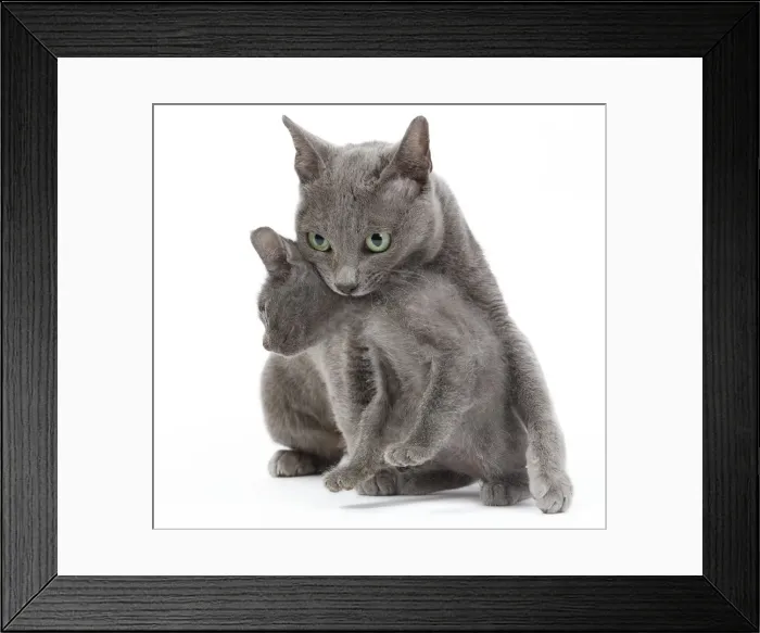 Framed Print : Cat - Korat - adult picking up kitten in studio. Sequence 2 of 3 Framed Print : Cat - Korat - adult picking up kitten in studio. Sequence 2 of 3