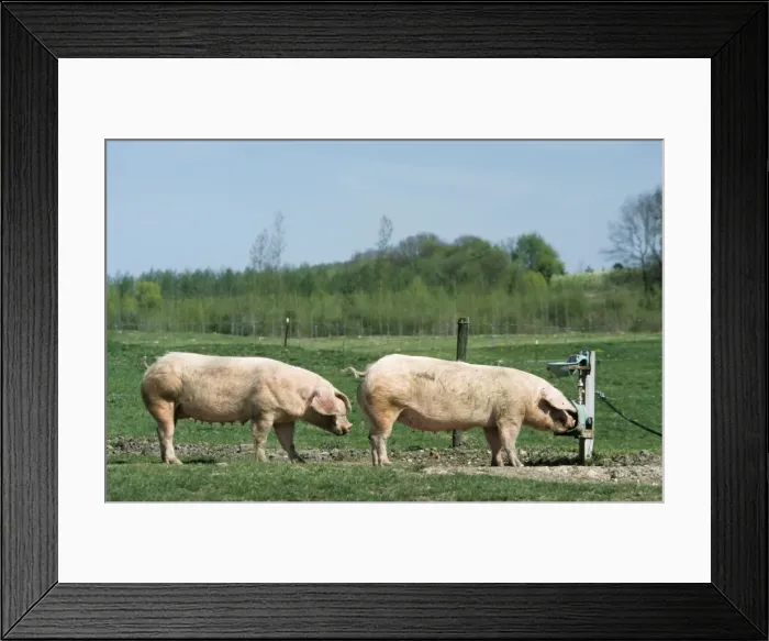 Framed Print : Pigs - free range pigs drinking from drinks trough Framed Print : Pigs - free range pigs drinking from drinks trough
