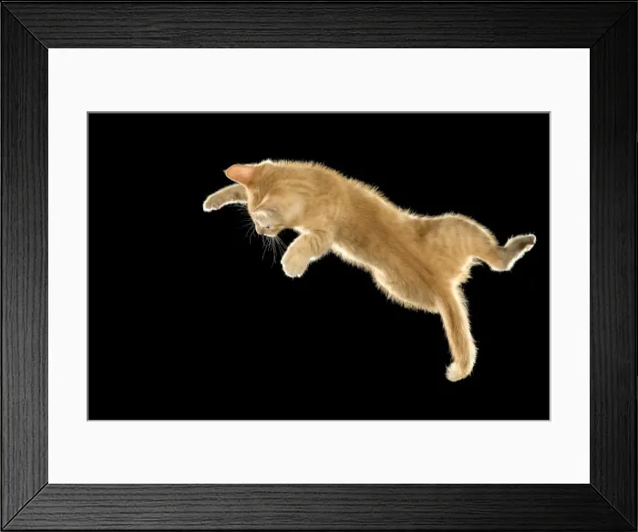 Framed Print : Cat - European ginger tabby shorthair falling Framed Print : Cat - European ginger tabby shorthair falling