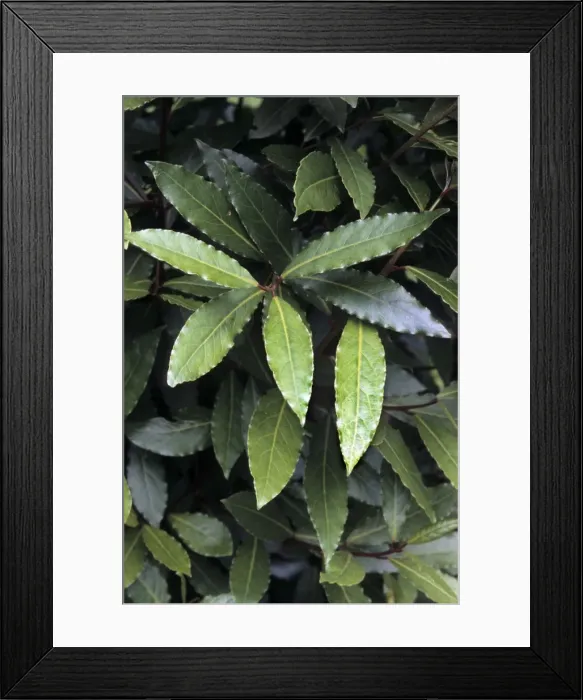 Framed Print : Laurel. ME-1715. Laurel. Johan De Meester Framed Print : Laurel. ME-1715. Laurel. Johan De Meester