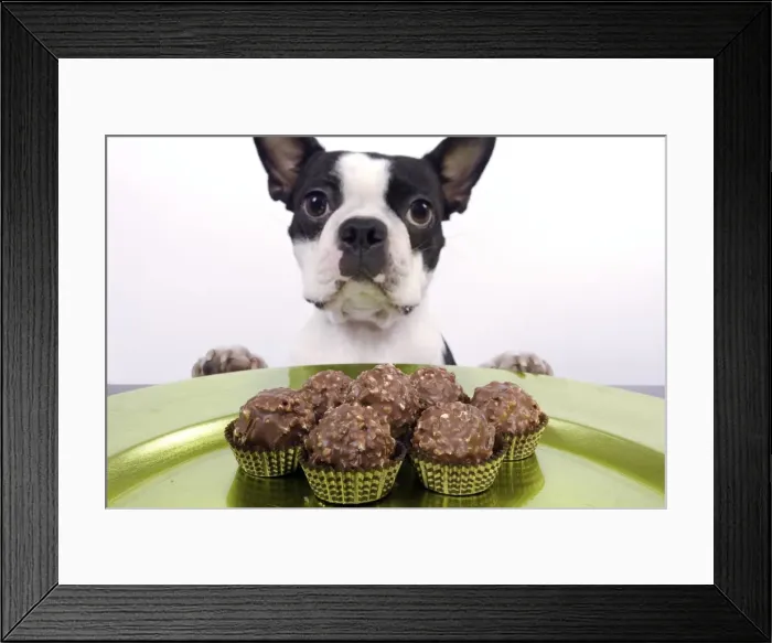Framed Print : Dog - Boston Terrier - with chocolate cakes Framed Print : Dog - Boston Terrier - with chocolate cakes