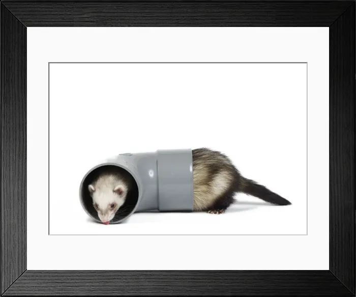 Framed Print : Ferret - sable colour playing in pipe Framed Print : Ferret - sable colour playing in pipe