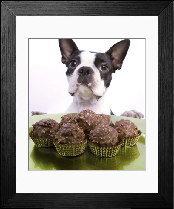 Framed Print : Dog - Boston Terrier - with chocolate cakes Framed Print : Dog - Boston Terrier - with chocolate cakes