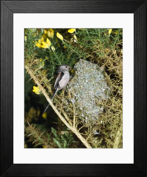 Framed Print : Long-tailed Tit - at nest in gorse bush - west sussex UK Framed Print : Long-tailed Tit - at nest in gorse bush - west sussex UK