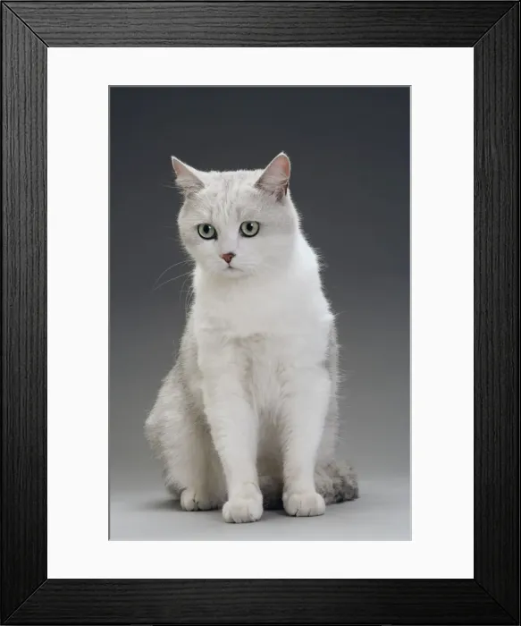 Framed Print : Cat - grey / white in studio Framed Print : Cat - grey / white in studio