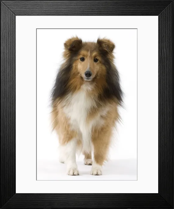 Framed Print : Dog - Shetland Framed Print : Dog - Shetland