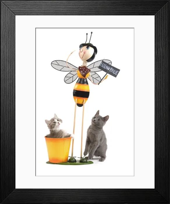 Framed Print : Cat - Chartreux kitten & grey & white ktten in studio playing with Bee garden ornament Framed Print : Cat - Chartreux kitten & grey & white ktten in studio playing with Bee garden ornament