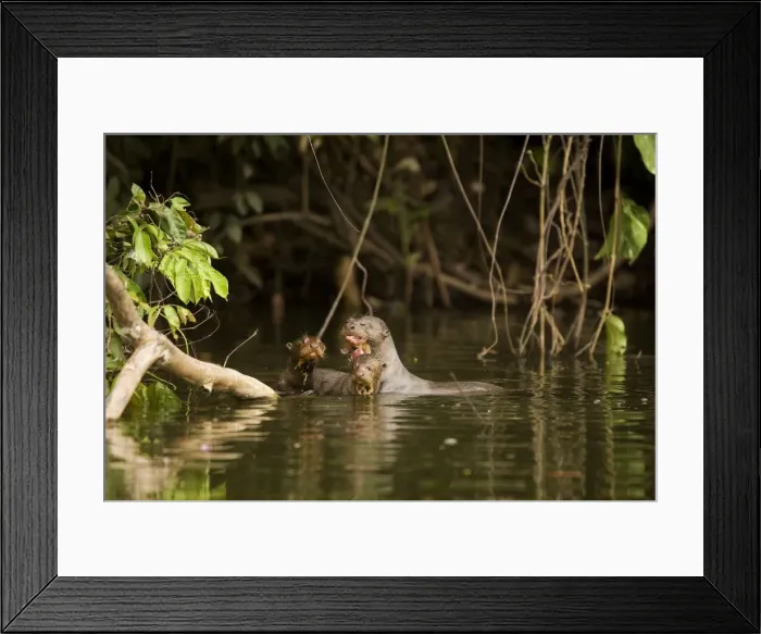 Framed Print : Giant Otter - adult with two young. Manu National Park - Peru Framed Print : Giant Otter - adult with two young. Manu National Park - Peru
