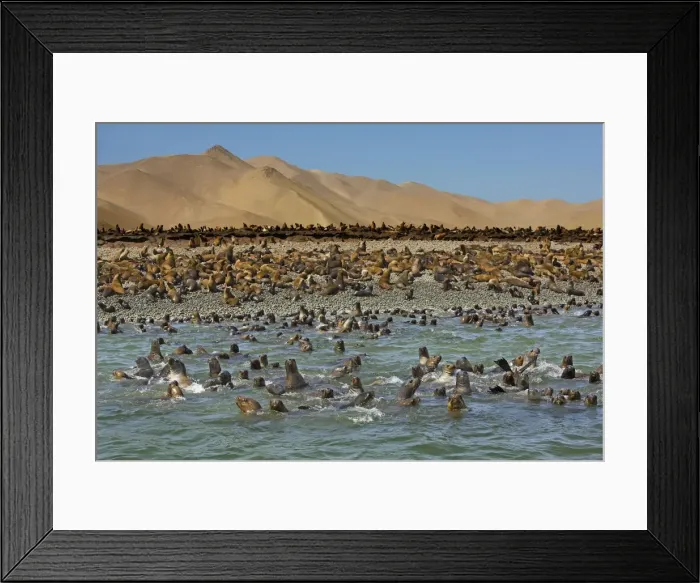Framed Print : South American Fur Seals - resting on beach & in water - Paracas National Reserve - Peru Framed Print : South American Fur Seals - resting on beach & in water - Paracas National Reserve - Peru