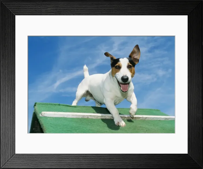 Framed Print : Jack Russell Dog ME 341 © Johan De Meester / ARDEA LONDON Framed Print : Jack Russell Dog ME 341 © Johan De Meester / ARDEA LONDON