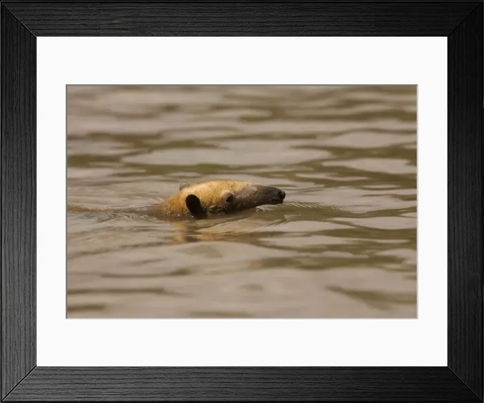 Framed Print : Tamandua - swimming in water. Manu National Park - Peru Framed Print : Tamandua - swimming in water. Manu National Park - Peru