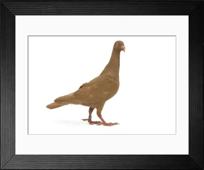 Framed Print : Fancy Pigeon breed - Danish Tumbler yellow - in studio Framed Print : Fancy Pigeon breed - Danish Tumbler yellow - in studio