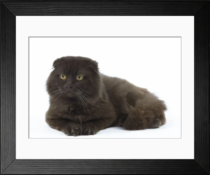 Framed Print : Cat - Highland Fold in studio Framed Print : Cat - Highland Fold in studio