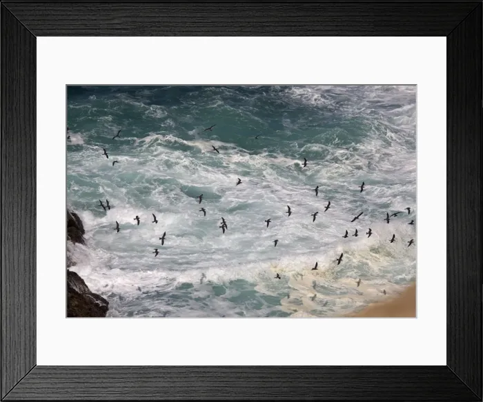 Framed Print : Birds in flight - Paracas National Reserve - Peru Framed Print : Birds in flight - Paracas National Reserve - Peru