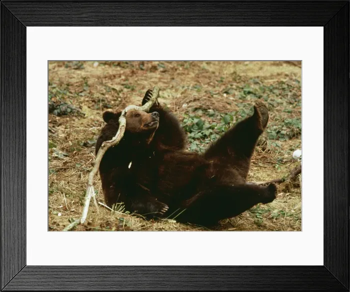 Framed Print : Brown Bear LA 376 Playing with stick Ursus arctos © Jean-Michel Labat / ARDEA LONDON Framed Print : Brown Bear LA 376 Playing with stick Ursus arctos © Jean-Michel Labat / ARDEA LONDON